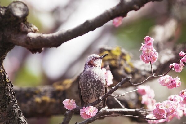 Szary ptak z różowymi policzkami na gałęzi