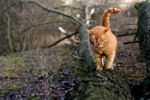 A red-haired impudent cat on a fallen tree