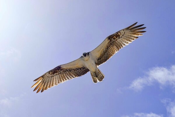 Uccello rapace su un volo di rasatura