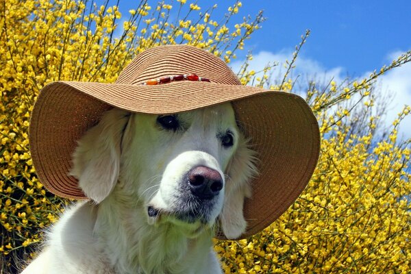 A dog in a hat looks piercingly at the background of forsythia