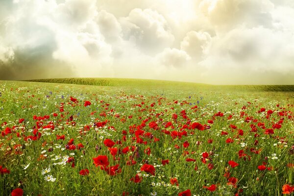 Ein großes Feld von Gänseblümchen und Mohn