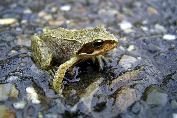 A small frog on wet rocks