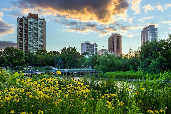 Evening landscape of a pond and flowers on the background of skyscrapers