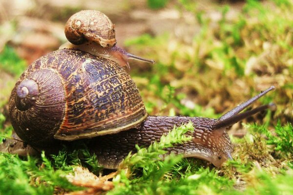 Snail mom with a baby on the grass