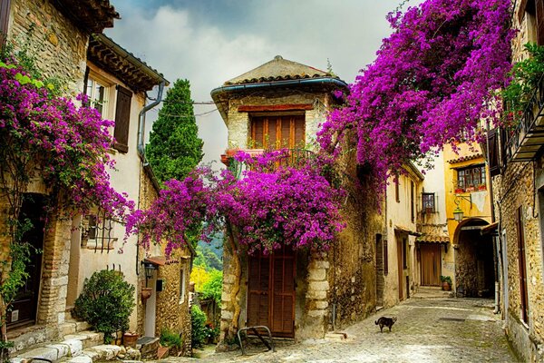 Rue de peinture à l huile avec des orchidées en fleurs