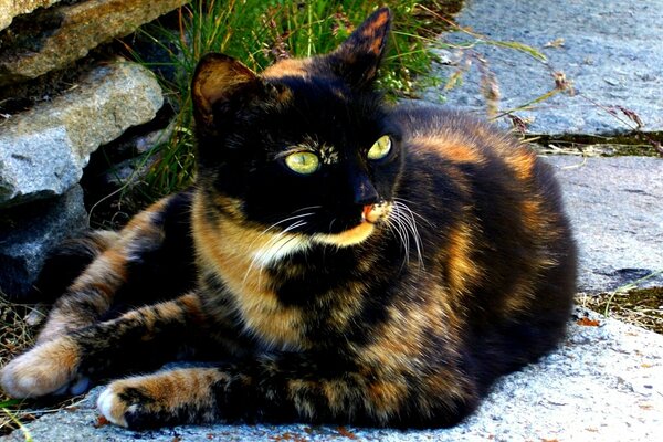 Chat tricolore au repos dans la rue