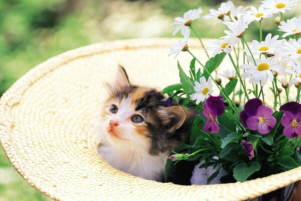 Un gatito delicado encaja en un sombrero de paja