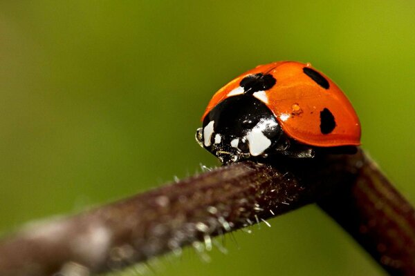 Coccinelle sur une branche en gros plan