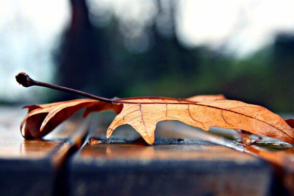 Yellow leaf macro shooting