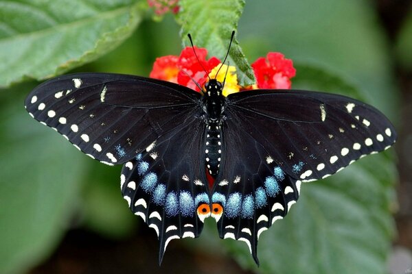 Schwarzer Schmetterling mit langem Schnurrbart