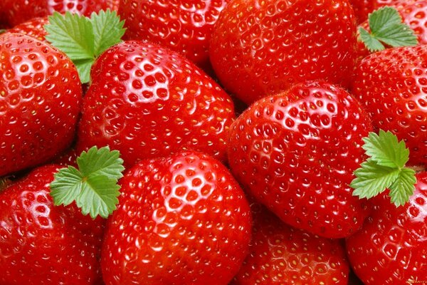 Fresas rojas de diferentes tamaños