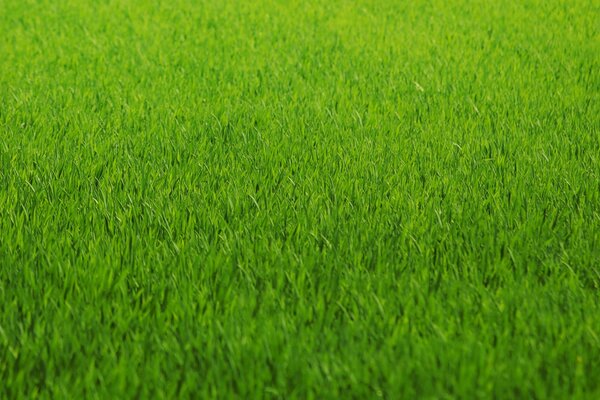 Smooth texture of grass from a green lawn