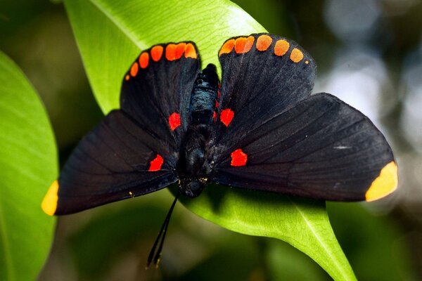 Mariposa negra sentada en una hoja verde