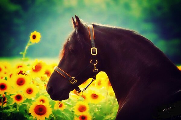 A beautiful horse in a field of sunflowers