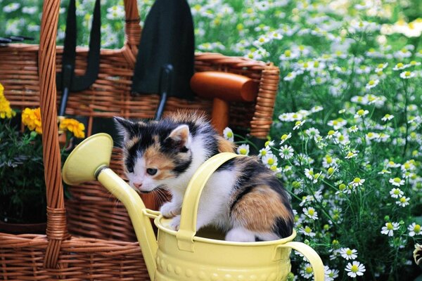 The kitten helps in watering the garden