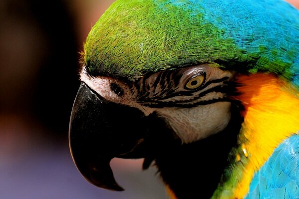 A close photo of a beautiful colored parrot