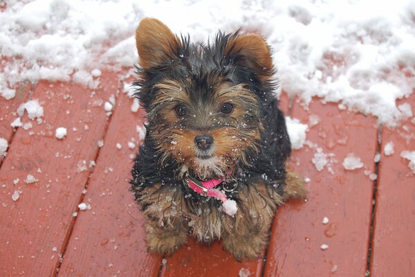 The dog is waiting for his human friend to go for a walk in the snow