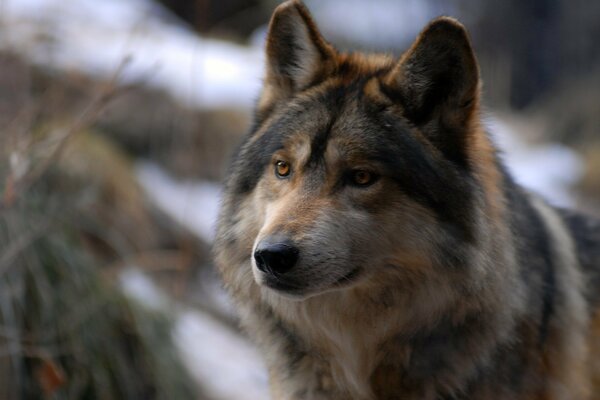 Lobo depredador busca presa