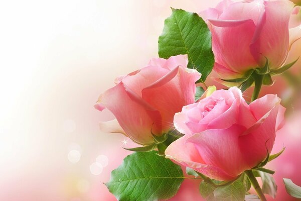 Belles roses roses pour les filles