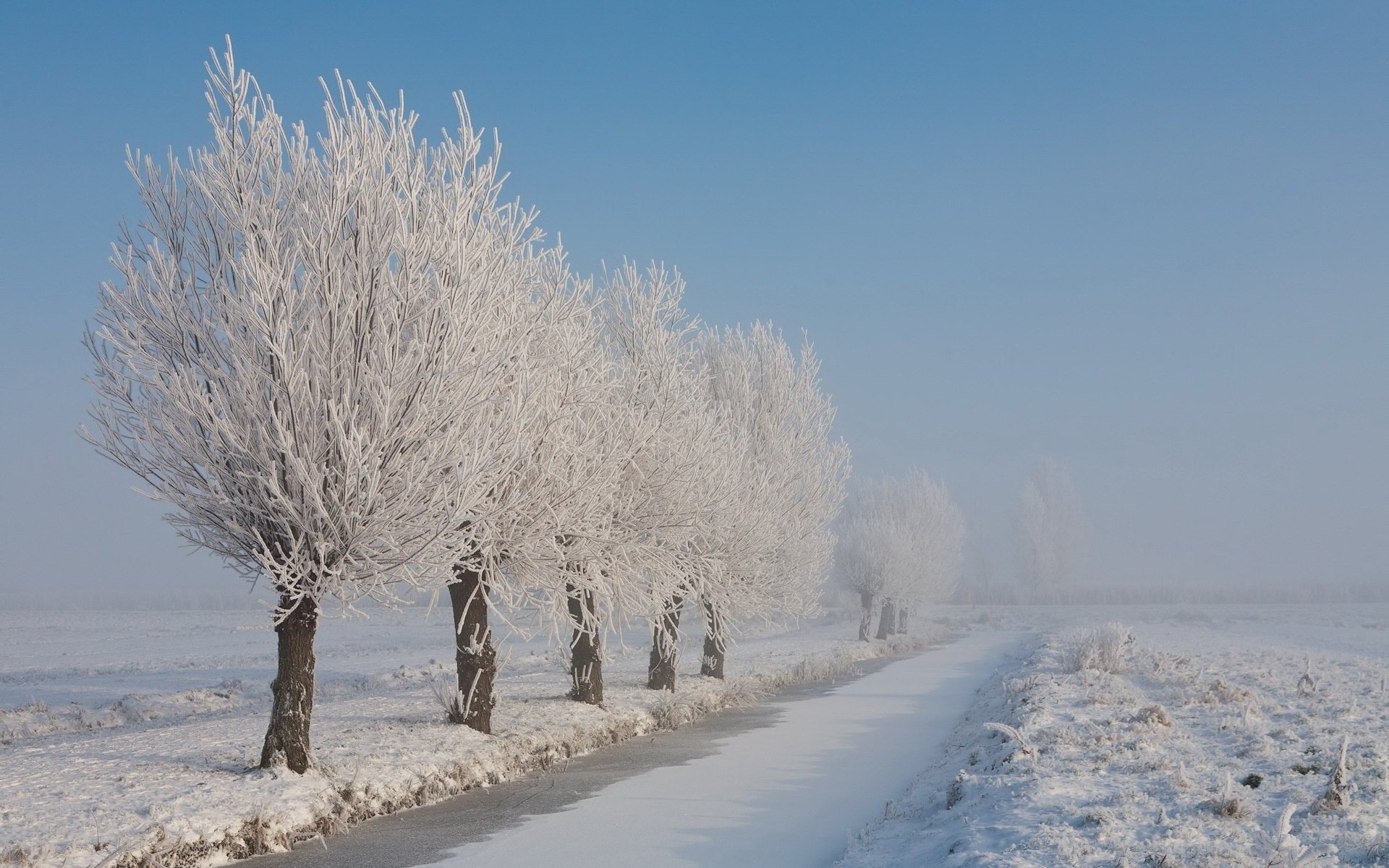 neige arbres nature givre hiver