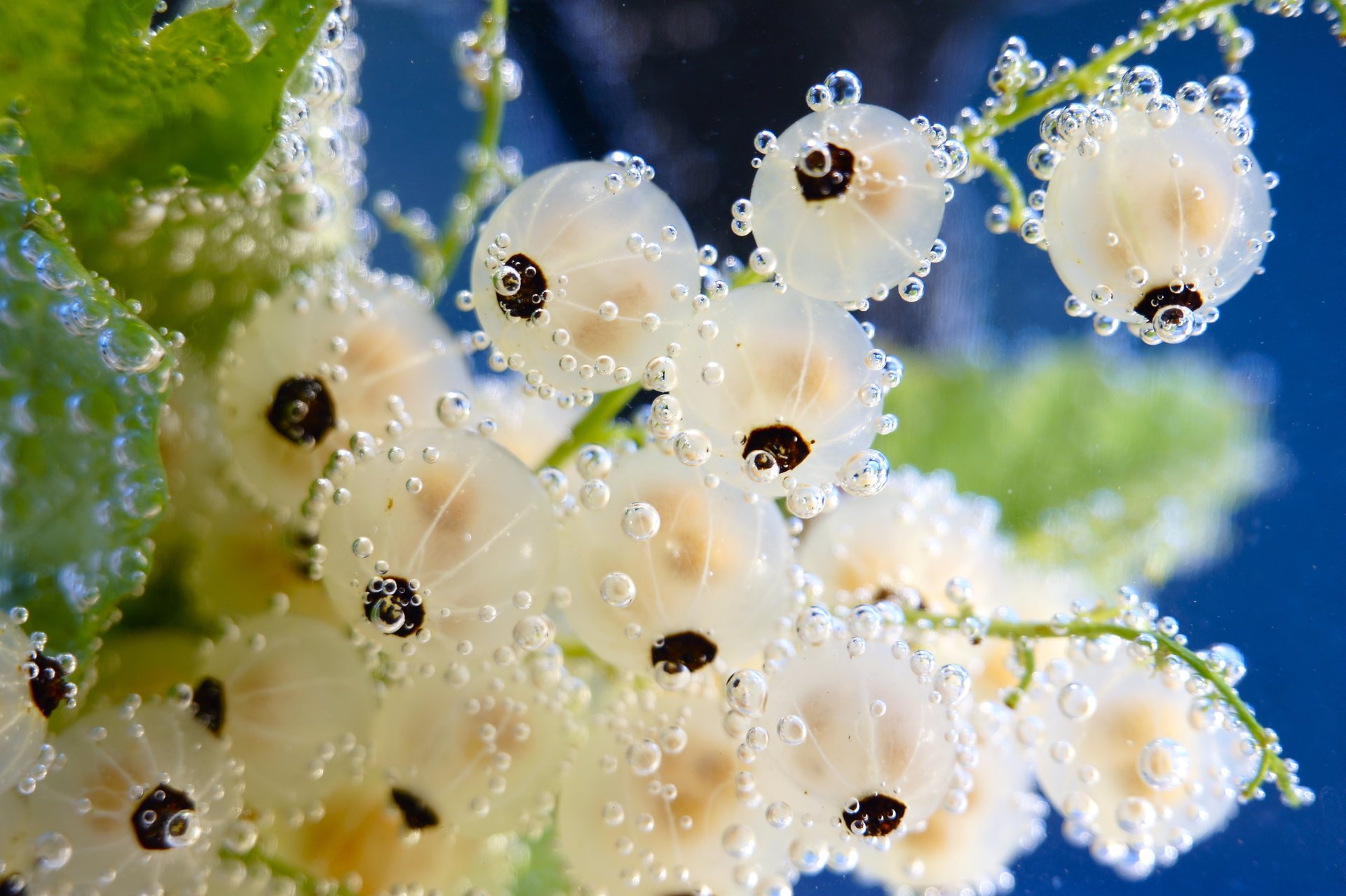 bubbles white water currant