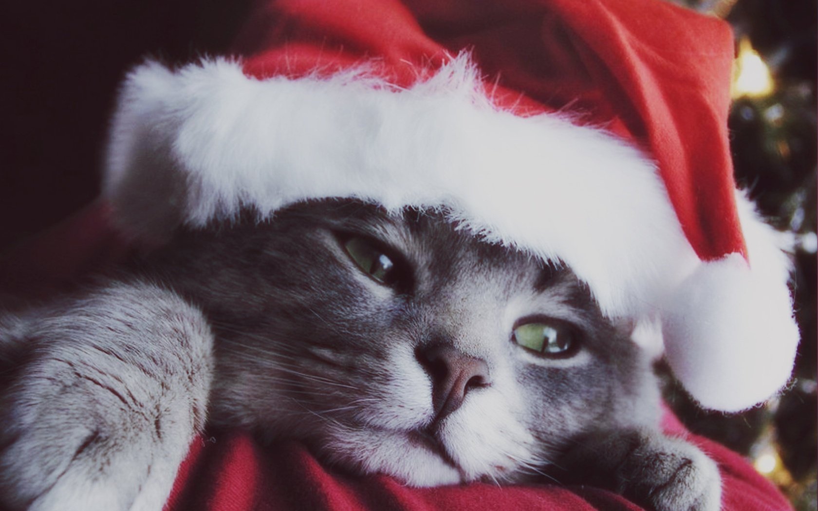 navidad gato gatito comodidad año nuevo