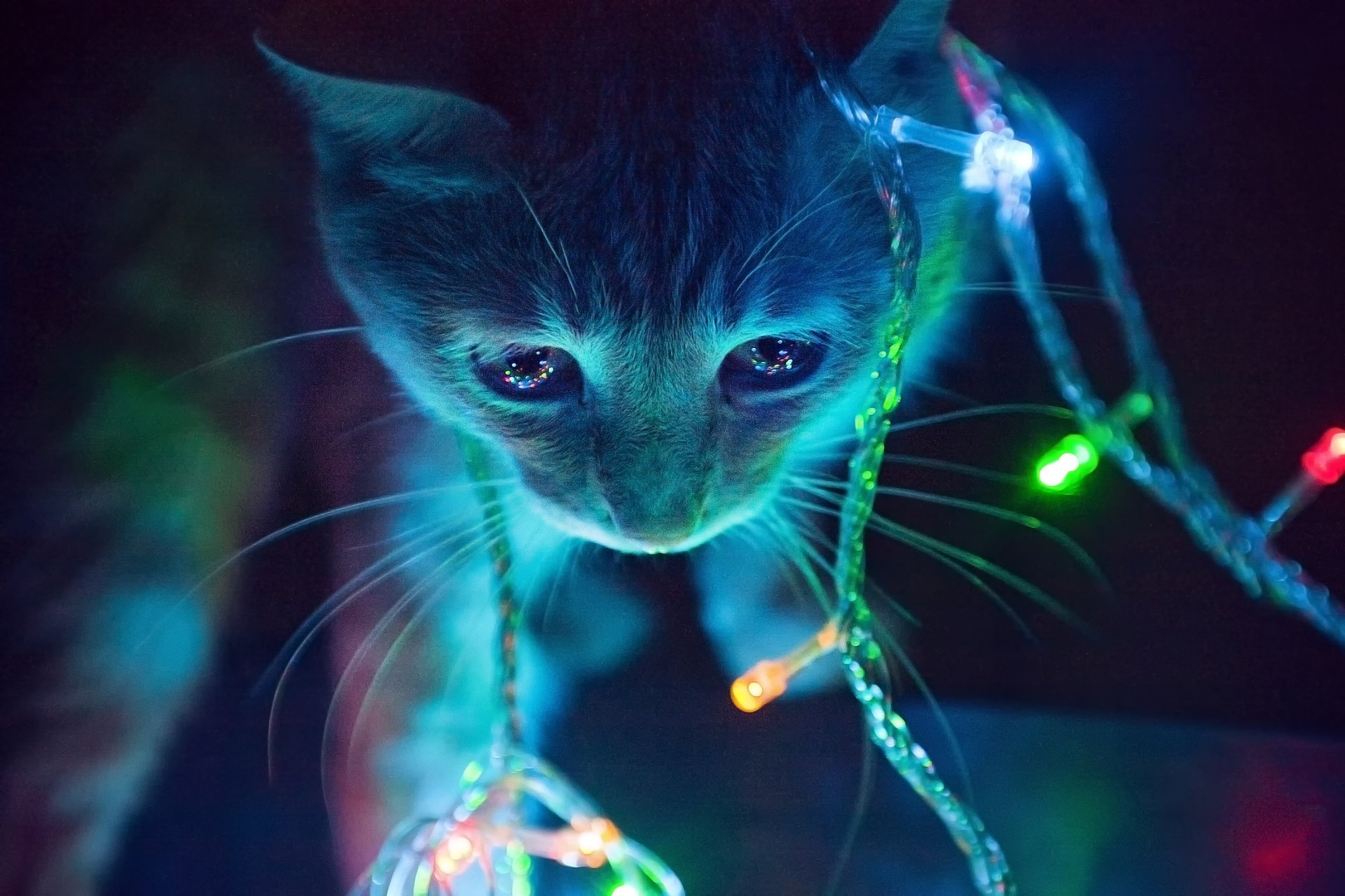 kitty garland light