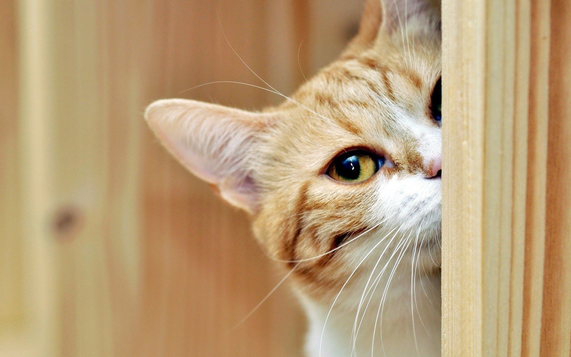 mustache look cat