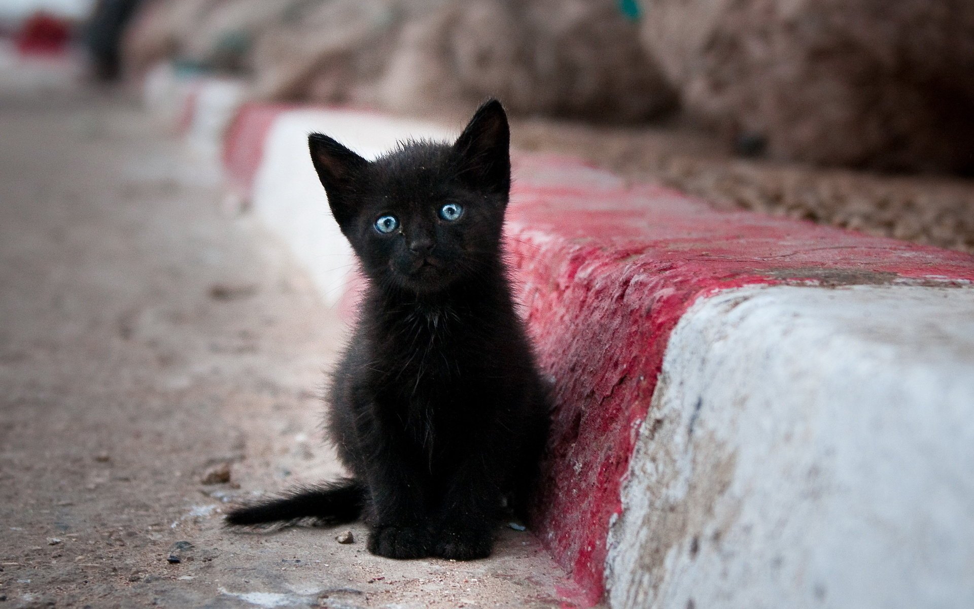 gatito negro