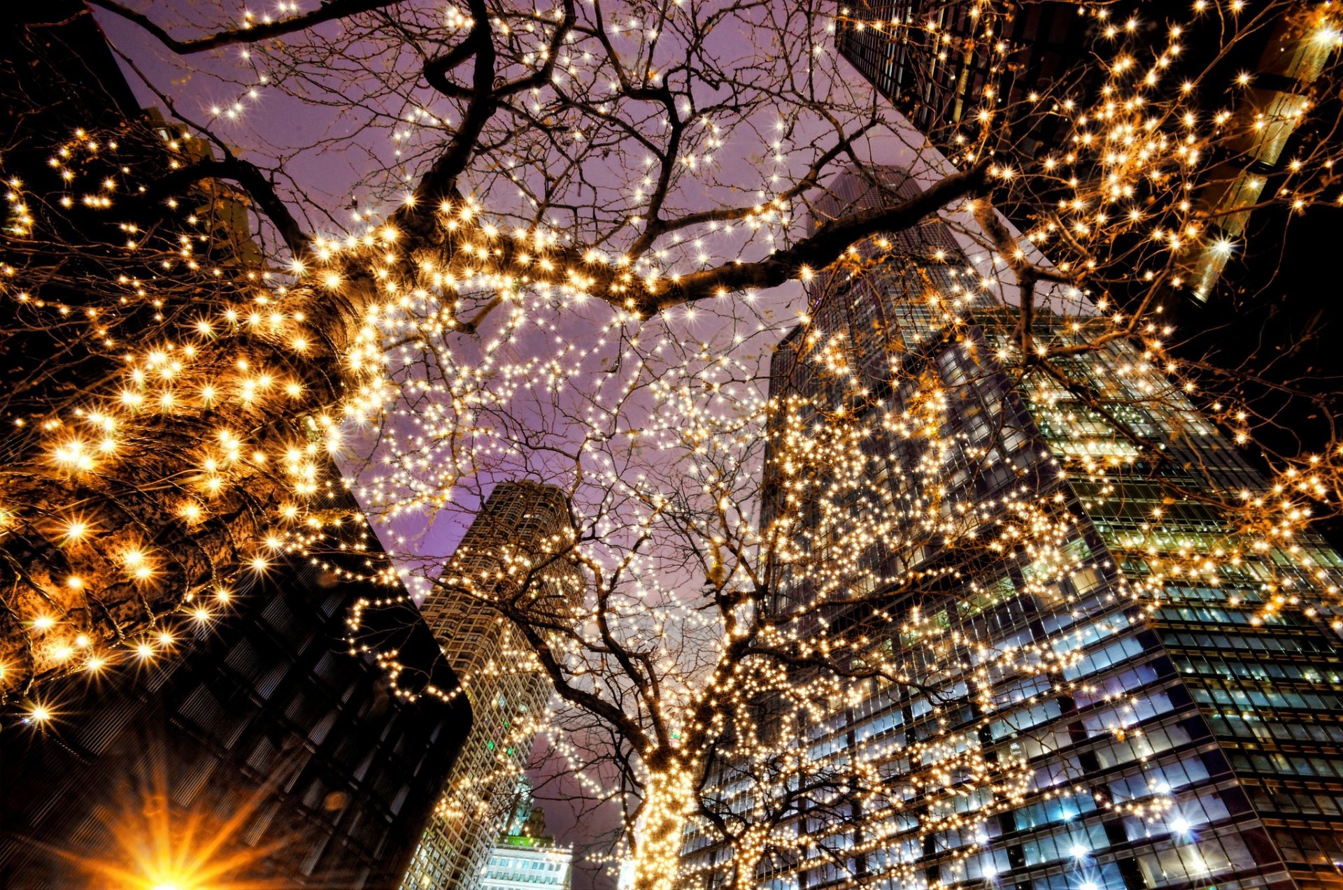 chicago illinois états-unis ville soirée arbres guirlandes lumières lumière gratte-ciel éclairage bâtiments rétro-éclairage