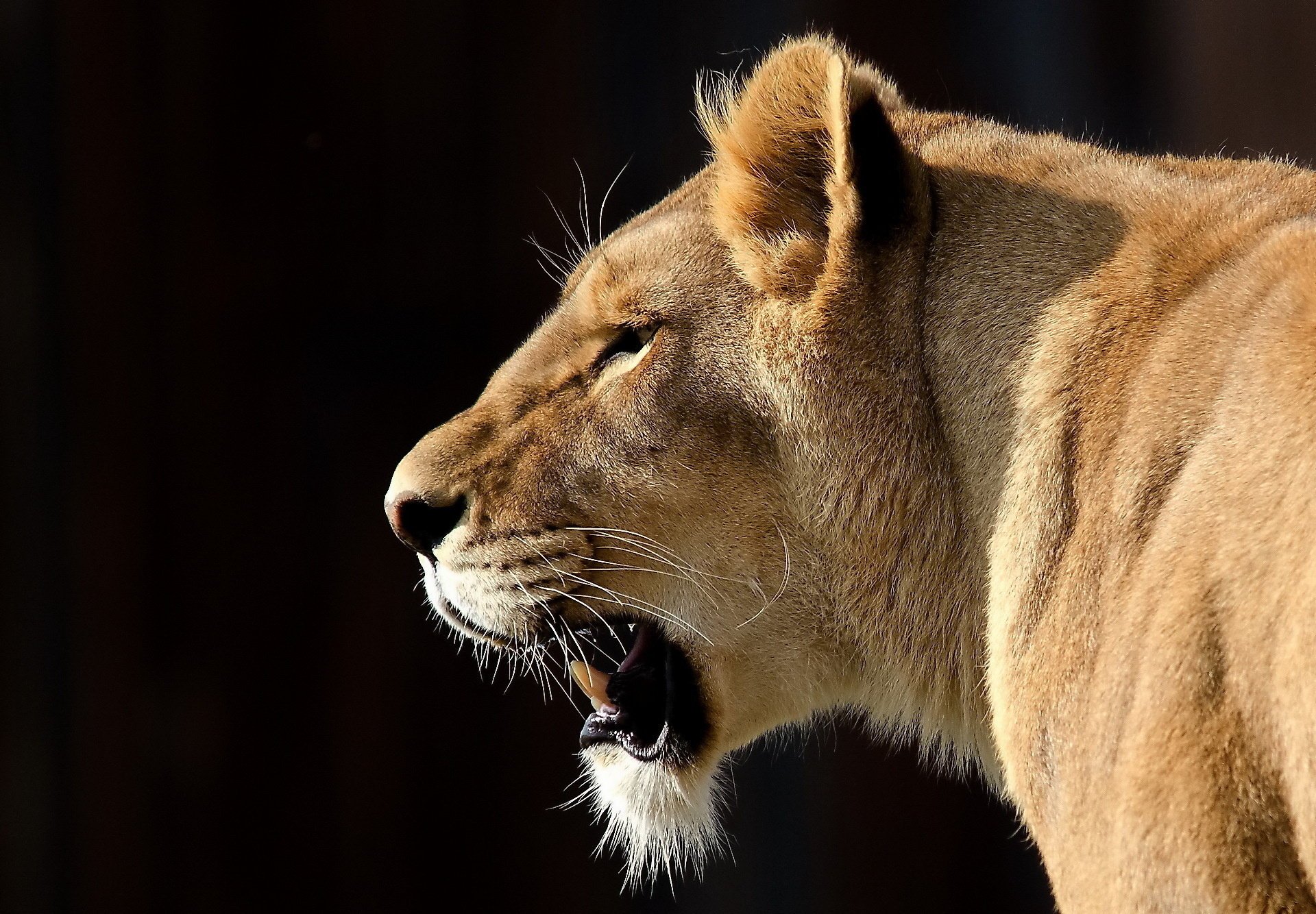 löwe schnauze schnurrbart große katze blick panthera leo löwin