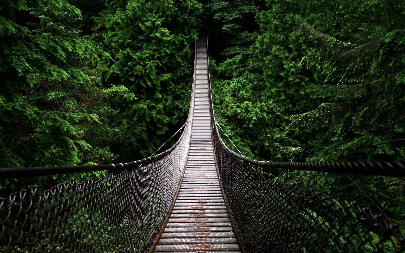 sospeso ponte foresta