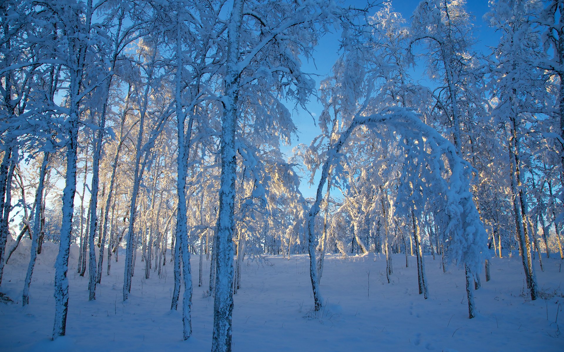 hiver suède neige suède arbres