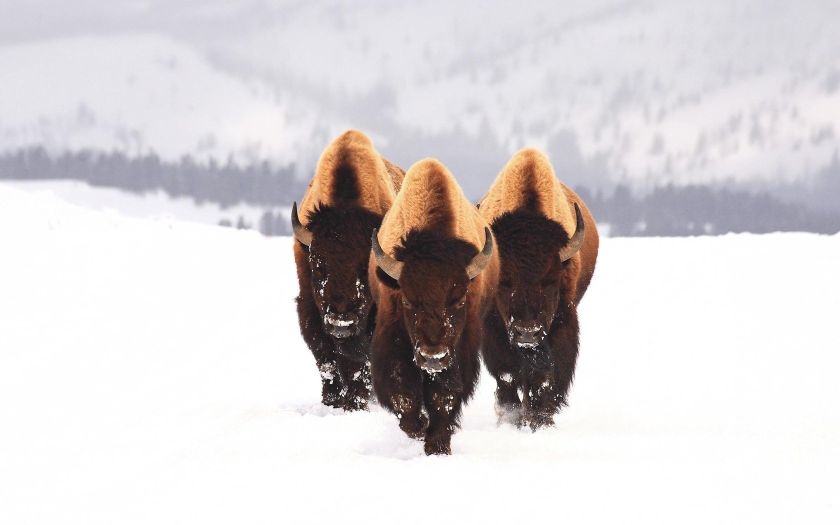 bison schnee tiere drei winter