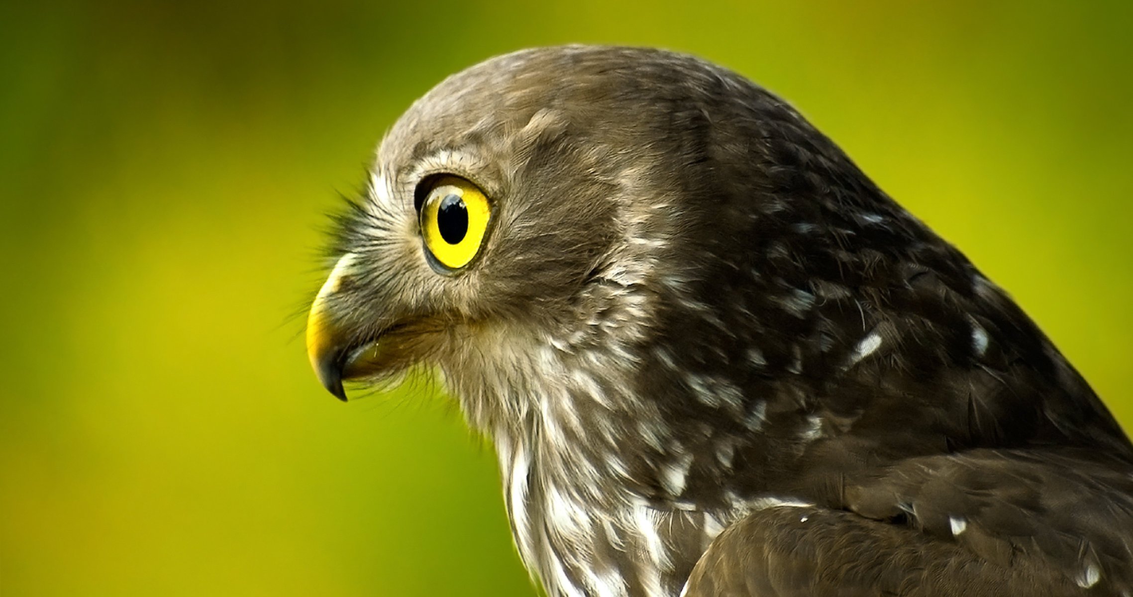 grüner hintergrund vogel falke kopf gefieder