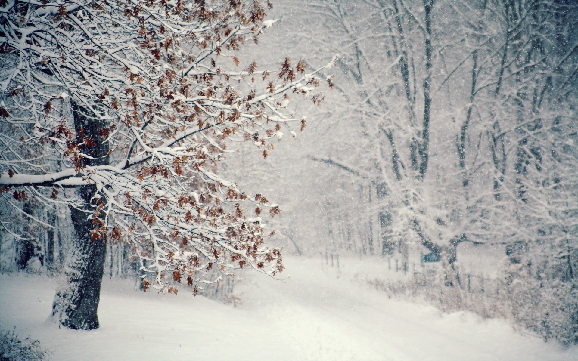 neve inverno albero bufera di neve