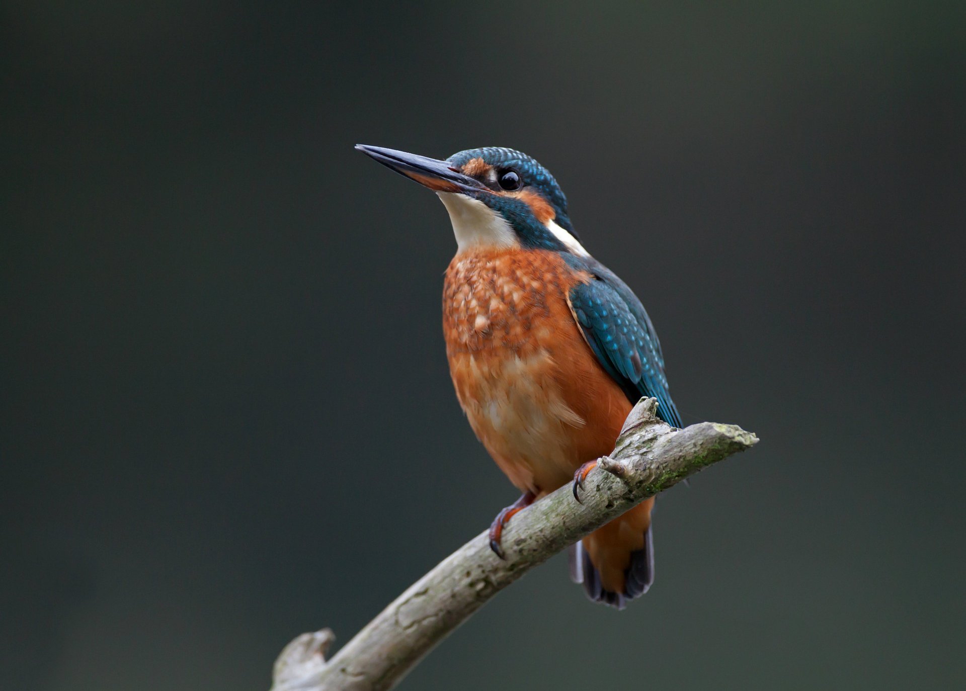 common kingfisher bird fishing bird branch