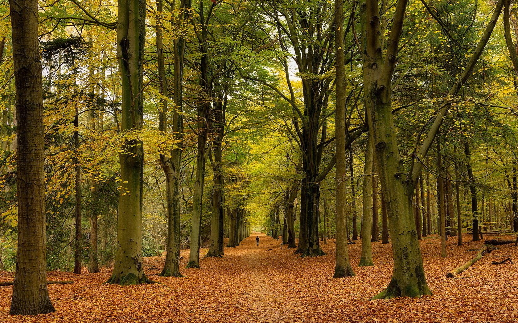 park natur herbst