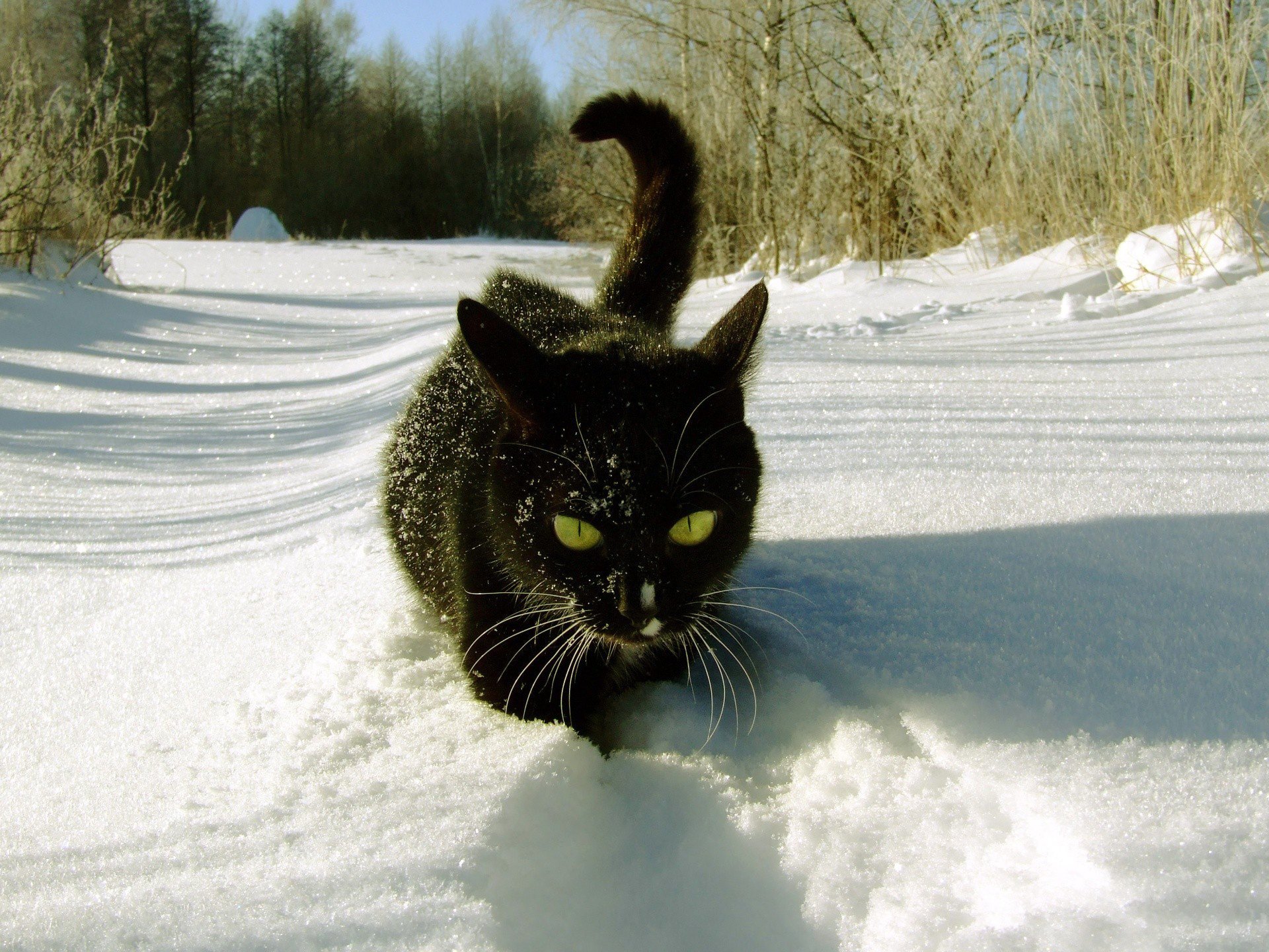 nieve invierno negro bosque gato