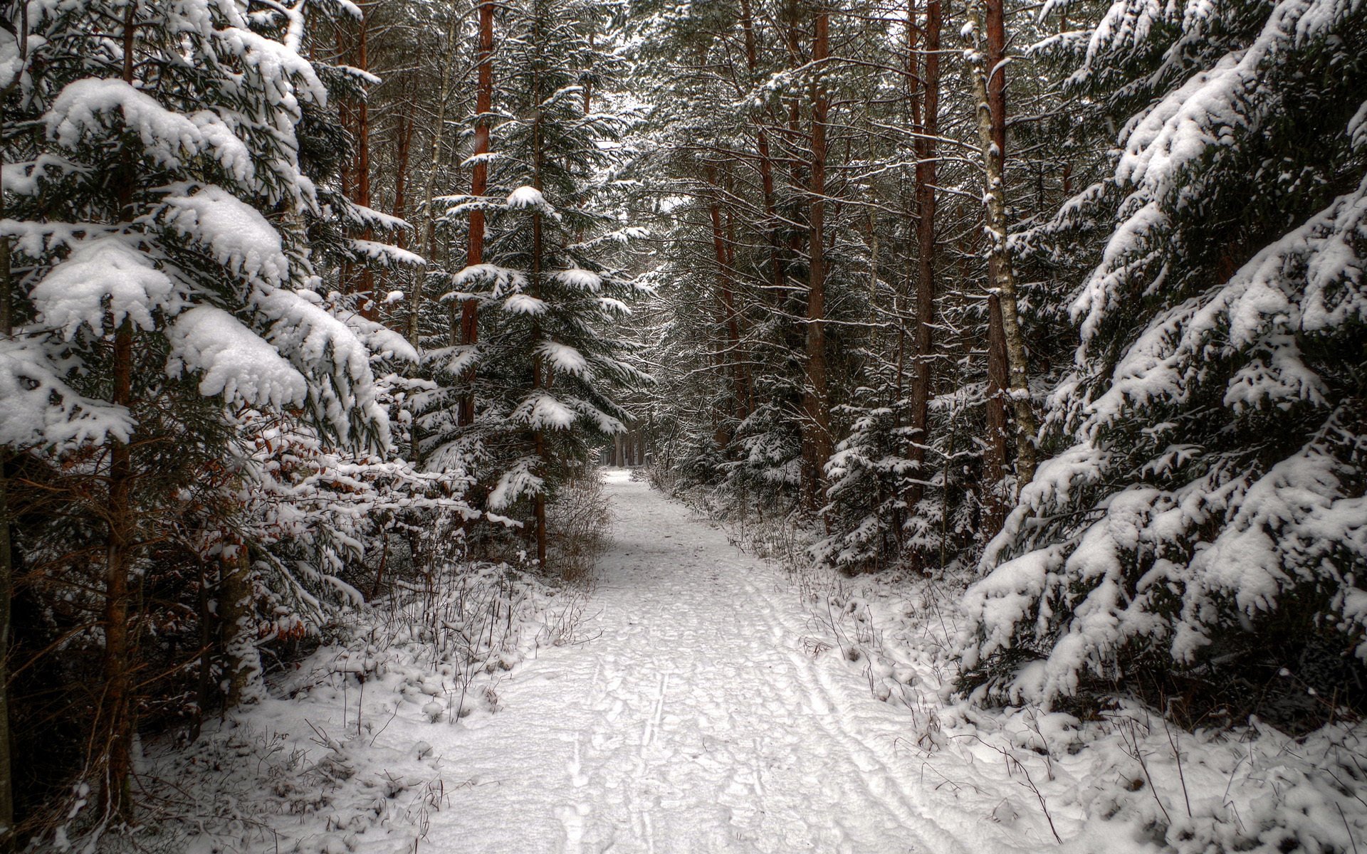 coníferas nieve bosque huellas invierno abeto