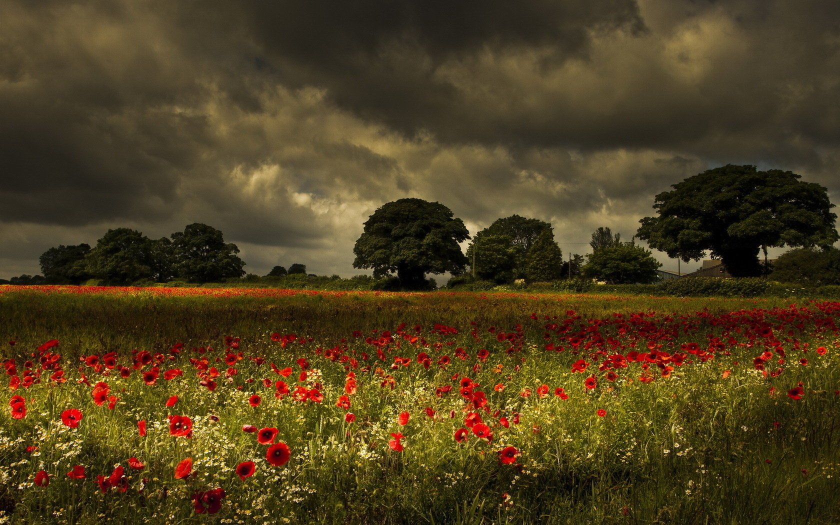 feld mohnblumen landschaft