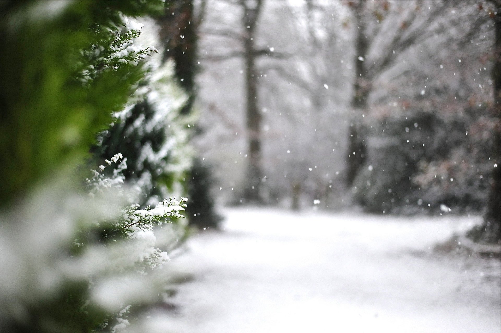 winter nature snow thuja macro