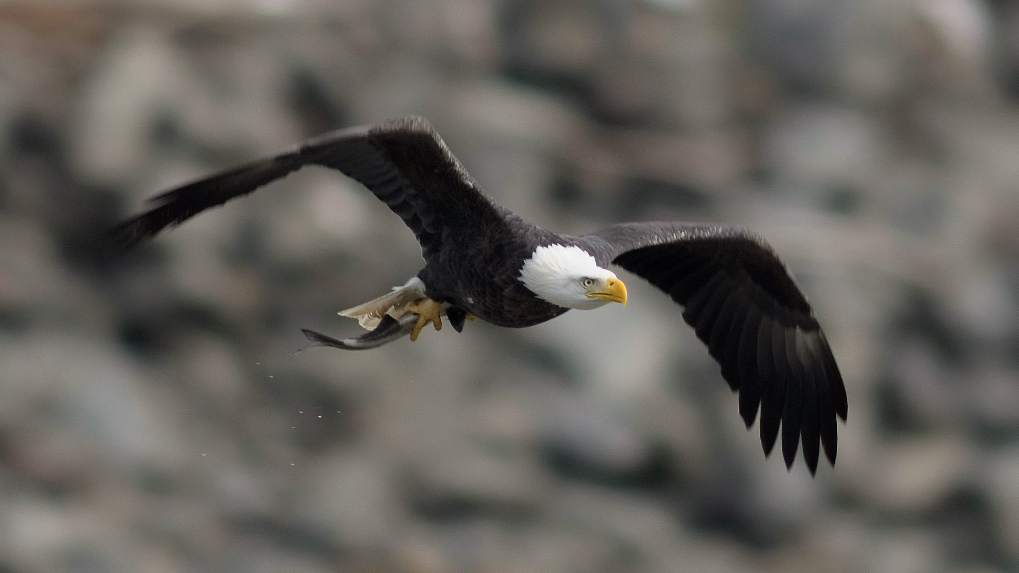 bald eagle bird wing