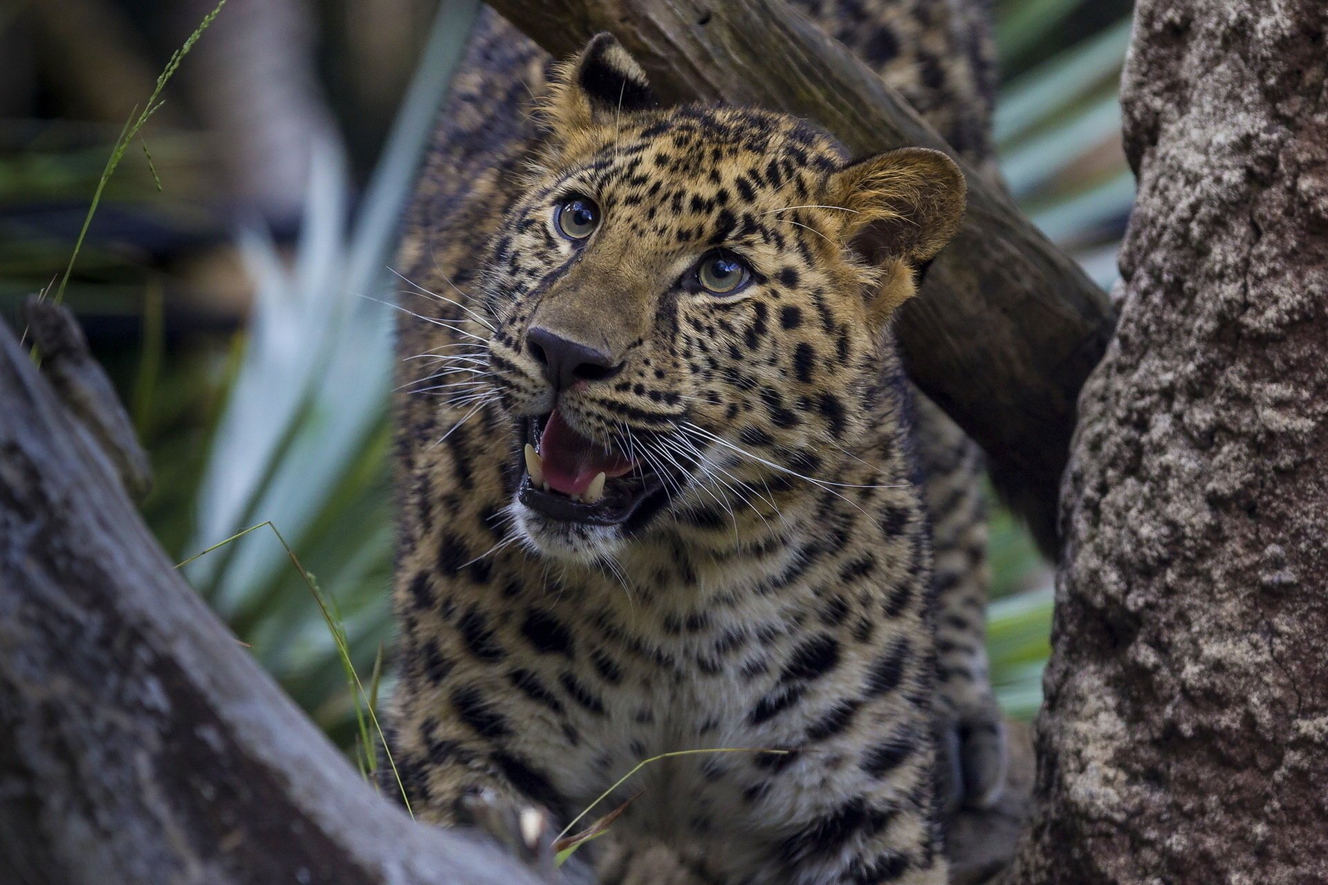 leopard interesse baum