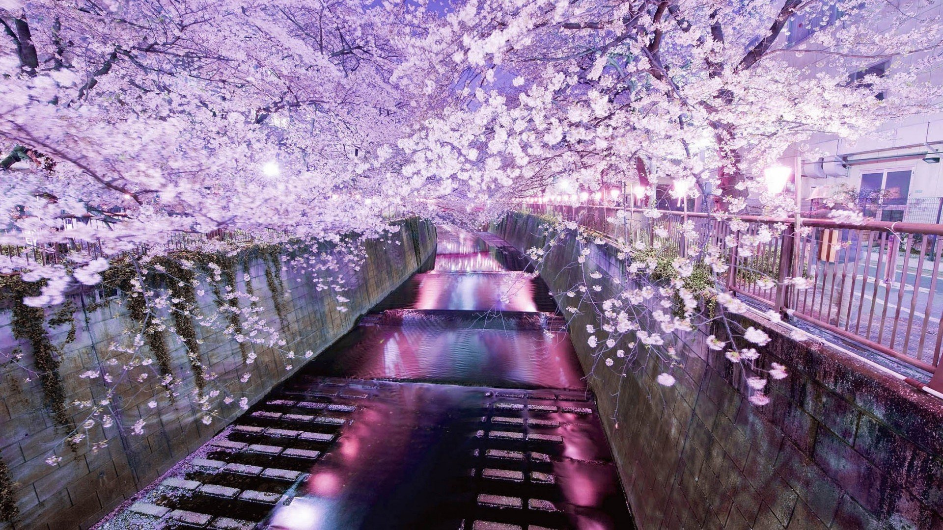 tokyo water channel sakura night bloom spring reflection