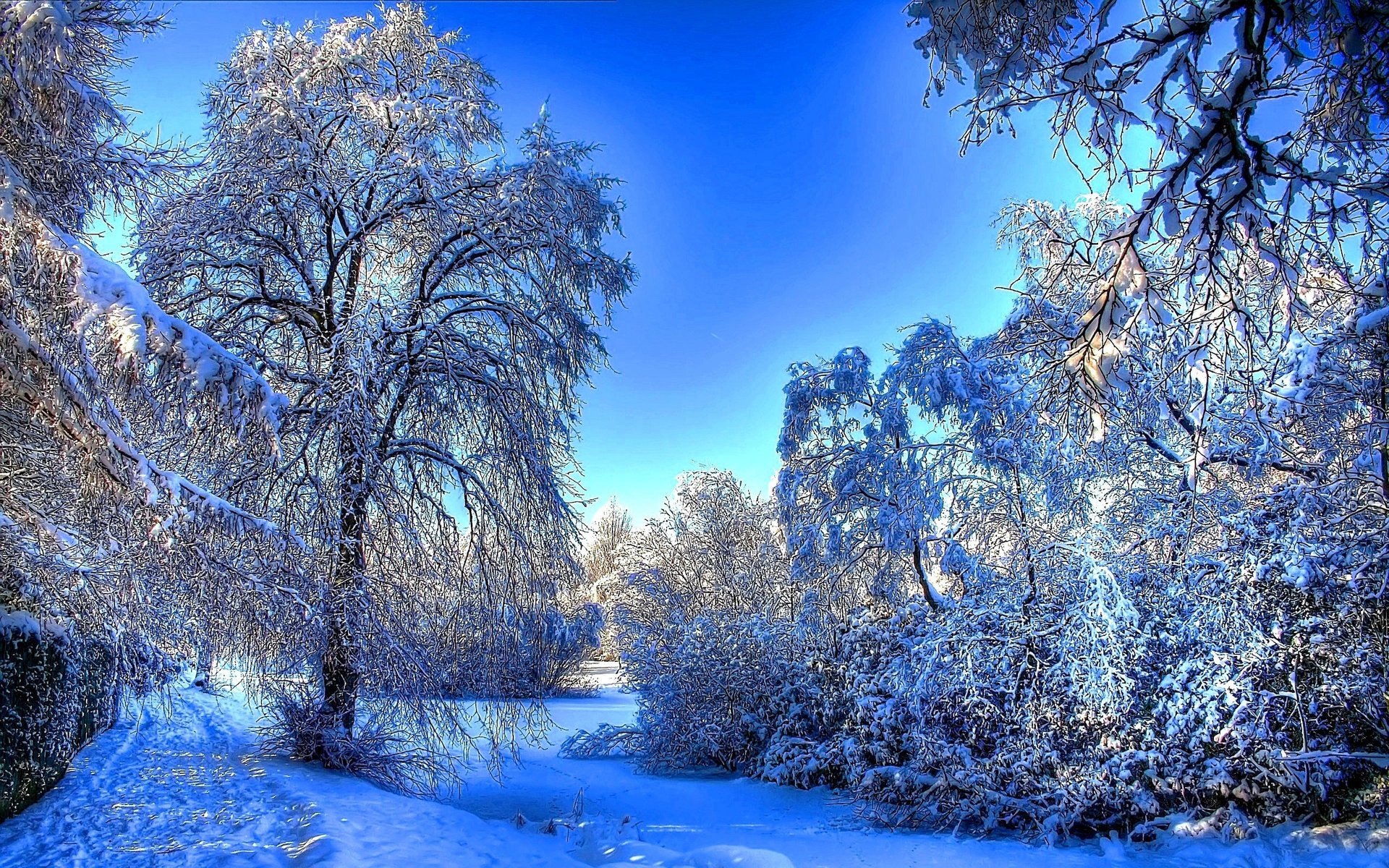 trees traces snow winter forest branche