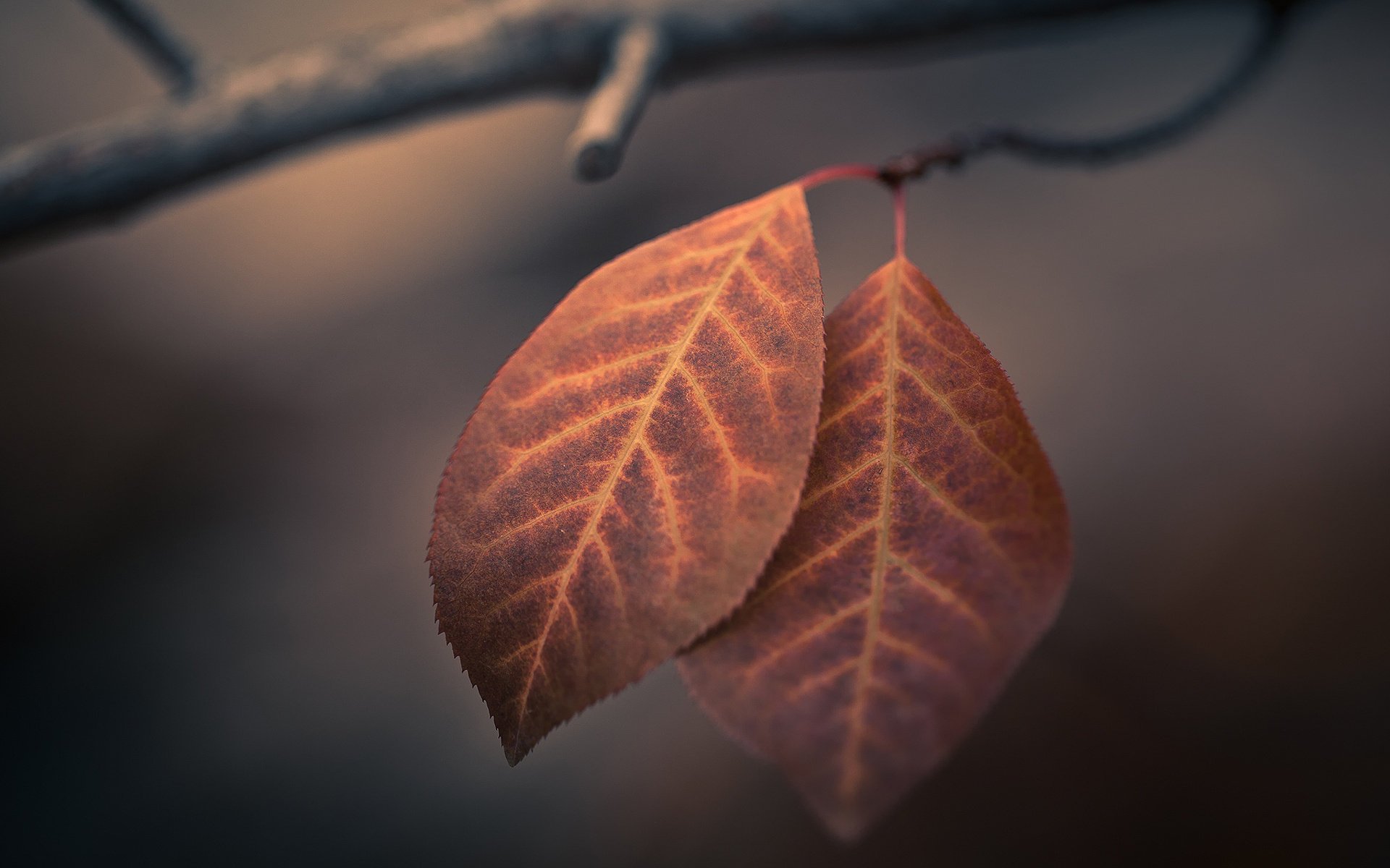 macro autumn foliage