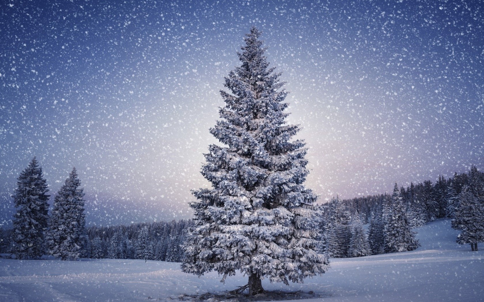 trees snow winter landscape nature