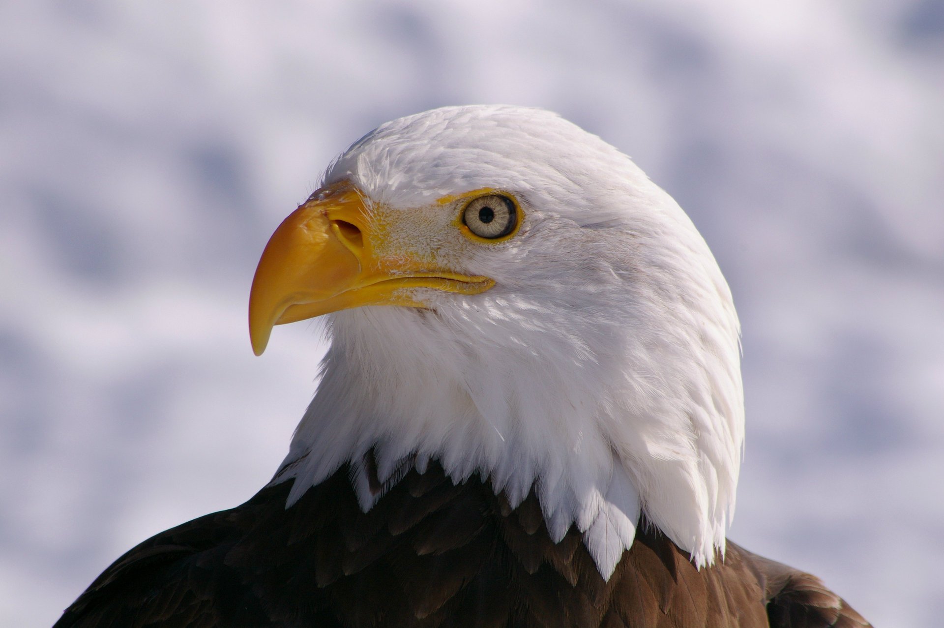 view bird bald eagle bald eagle bird profile