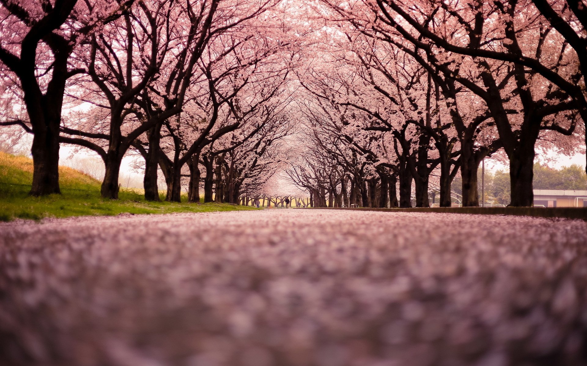 cherry blossom snow town street